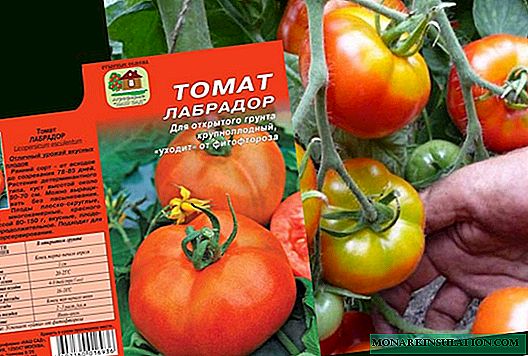 انواع گوجه فرنگی لابرادور: توضیحات و عکس