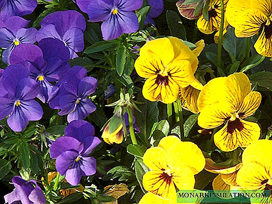 Et nigrae violae sunt nomina varietates; de photos