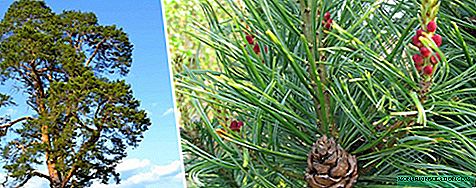 Pine: karakteristik, kalite, plante ak swen