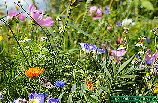 لیست گلهای مزارع (علفزار) با عکس ، نام و توضیحات