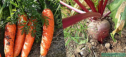Datumer vun der Ernte, Trimmen vun Karotten a Rüben fir d'Lagerung