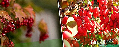 Arbustos tolerantes á sombra: especies, plantación e coidado