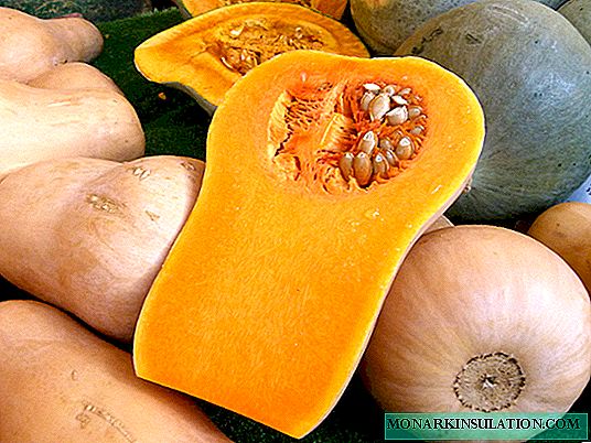 Pumpkin Butternut: сүрөттөлүшү, өстүрүү жана сактоо