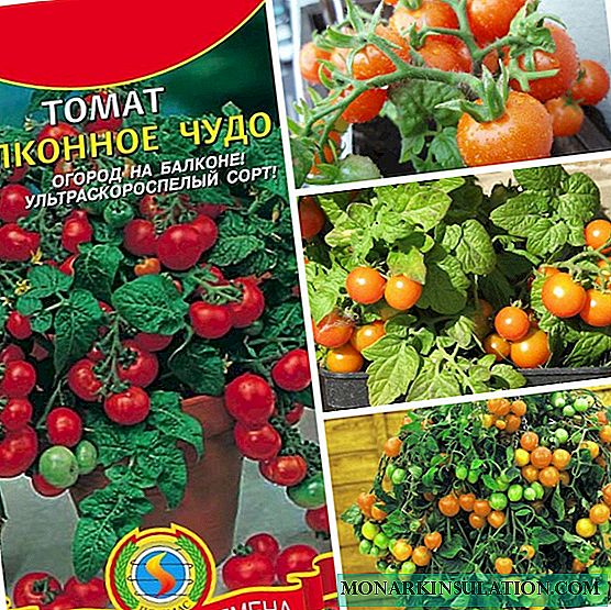 Pomidor balkonining mo''jizasi: tavsiflash, ekish, parvarish qilish