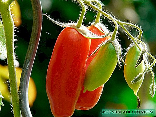 Tomato 'Ladies' home: descrición da variedade, plantación, coidado