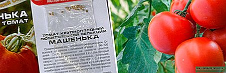 Tomat Mashenka: macem-macem katrangan, tanduran, perawatan