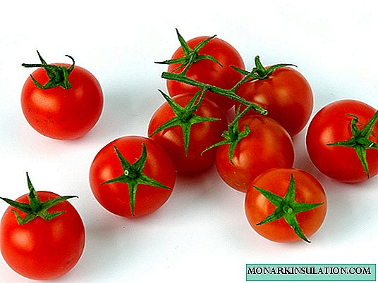 Tomato Pinokjo: priskribo de vario, plantado kaj prizorgado