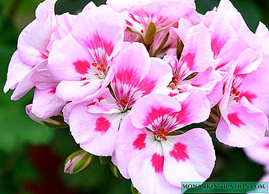 Royal geranium Fleeg doheem