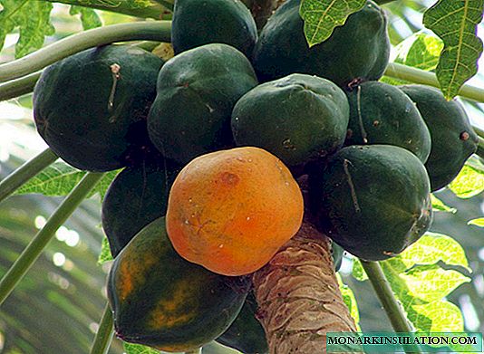 Ka tiakina te papaya ki te kainga, maara kowhai + momo