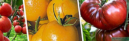 İstixana və açıq yer üçün toplanmış pomidor növləri