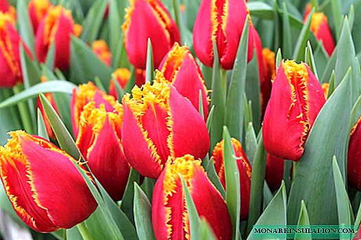 Kio estas la plej bona tempo por planti tulipojn?