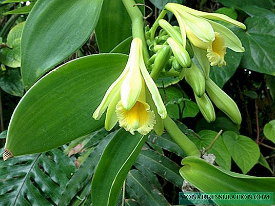 Vanilla orchid: paghulagway, tanan sa pagbiya