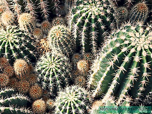Kaktuslarning turlari: tavsifi va xususiyatlari