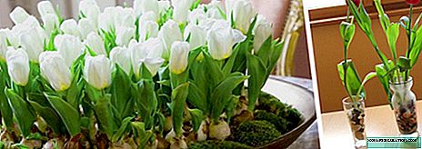 Ukuphoqa ama-tulips ekhaya