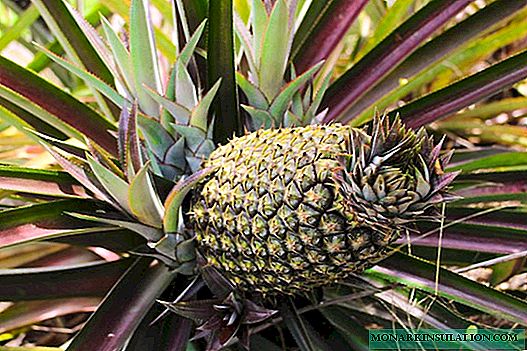 Crescente in domo pineapple