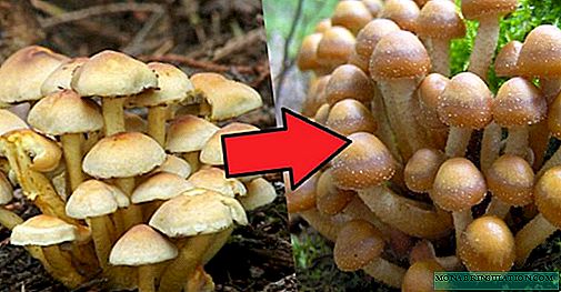 Ho lema li-mushroom tsa mahe a linotsi lapeng
