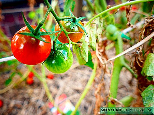 Radices sunt crescit tomatoes