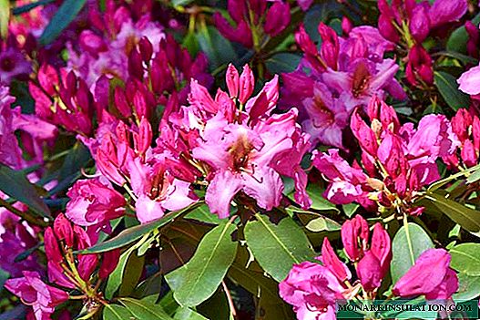 Rhododendronun açıq becərilməsi