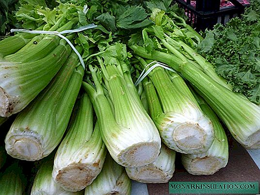 Tanduran celery ing lemah sing mbukak