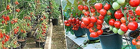 Crescit tomatoes in modiolos transportentur