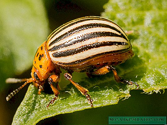 Kabeh cara nglawan Colorado kumbang kentang