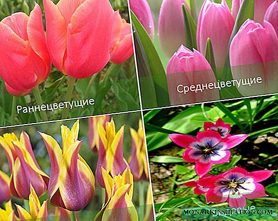 Gjithçka në lidhje me tulipanët, varietetet dhe fotot