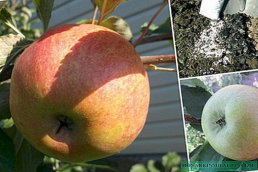 Medunitsa-pemë molle: varietete, kultivim dhe kujdes