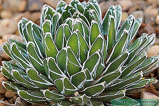 Aeonium plant - quid est quod flores