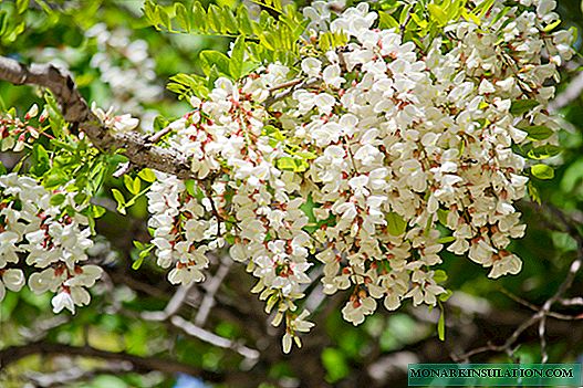Acacia Bush - lýsing á gulum og hvítum Acacia