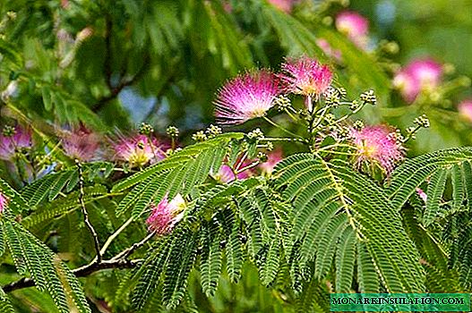 Albion Lankaran (Crimean acacia) sy karazan-javatra hafa