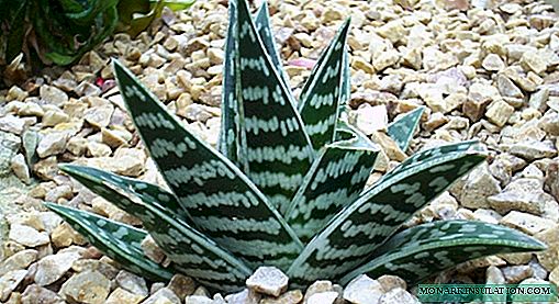 Aloe varias tigris - quod genus flore
