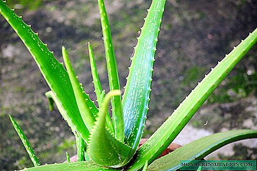 Aloe vera - hoe lyk 'n aloe vera-plant