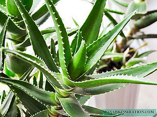 Aloe vera çiçəyi: qulluq variantları və bitkinin dərman xüsusiyyətləri
