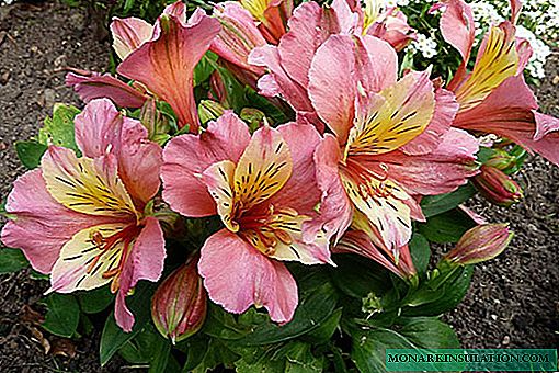 Flores Rhodophiala