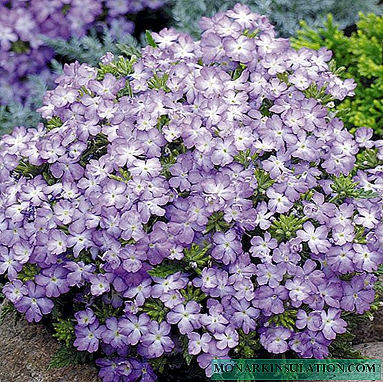 Ampelic Verbena - Potted Growing, Planting and Care