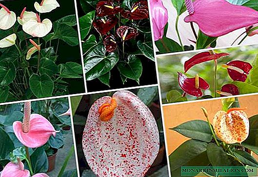 Anthurium - բույսերի տեսակներն ու տեսակները անուններով