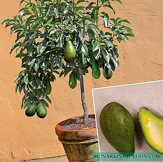 Pob txha avocado - qhov kev loj hlob hauv tsev
