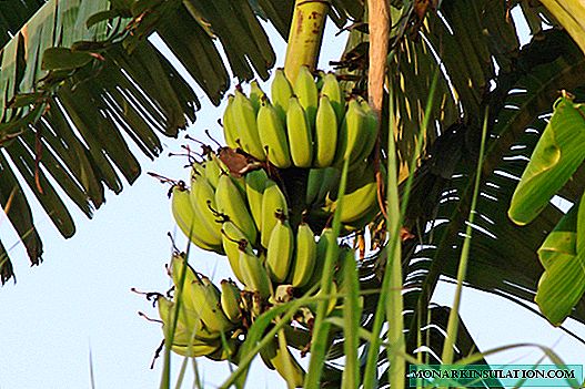 Coeden palmwydd banana y mae bananas yn tyfu arni