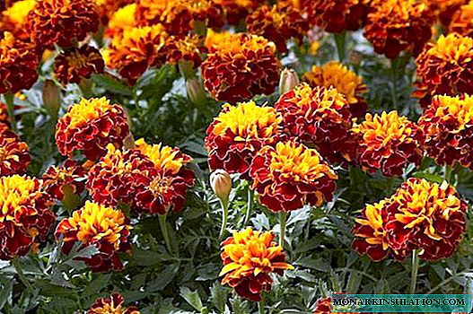 Marigolds - plant en versorg in die oop grond