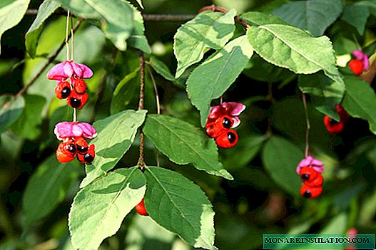 Warty euonymus (Euonymus verrucosus) - descrición da planta