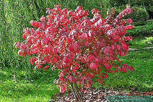 Euonymus Winged ، Fortune ، اروپایی او نور ډولونه