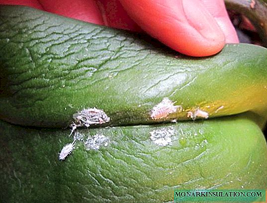 Орхидейлердин оорулары: кара тактар ​​жана өсүмдүктөрдүн илдеттери жана алардын мамиленин башка түрлөрү