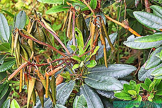 Nexweşiya Rhododendron: Whyima Qehwe vedike