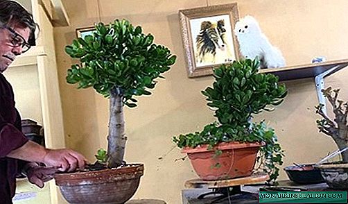 DIY ເງິນຕົ້ນໄມ້ bonsai