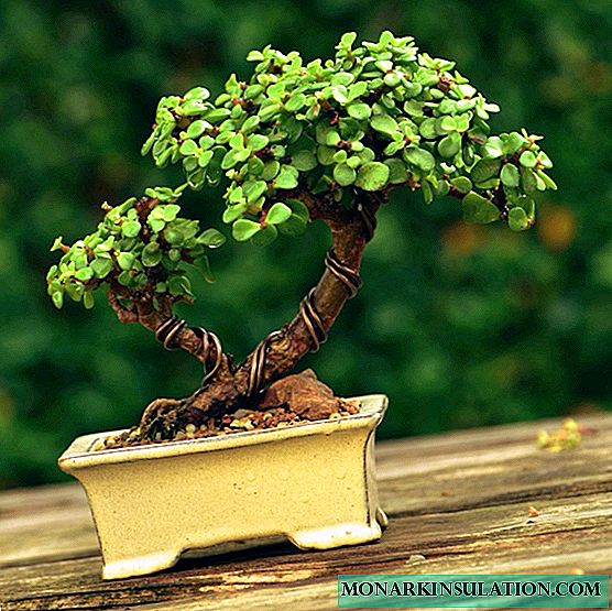 DIY bonsajo - ni kreskas plantojn hejme