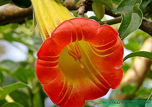Cvijet Brugmansia: primjeri skrbi i metode razmnožavanja