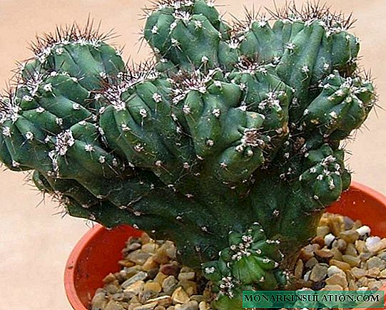 Cereus Peruvian - mālama home