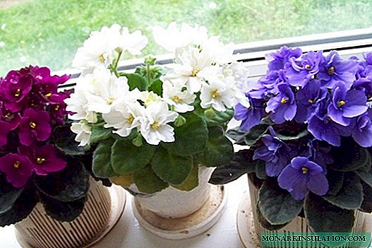 Como alimentar as violetas para a floración abundante na casa