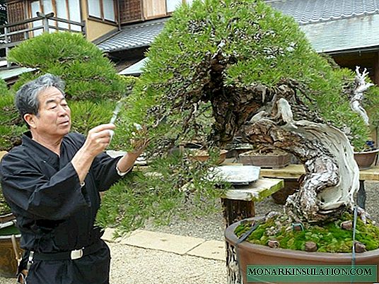 Quod bonsai in Japan - artem flores crescente