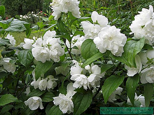 Chubushnik (jasmine) - pagtanum ug pag-atiman sa bukas nga yuta